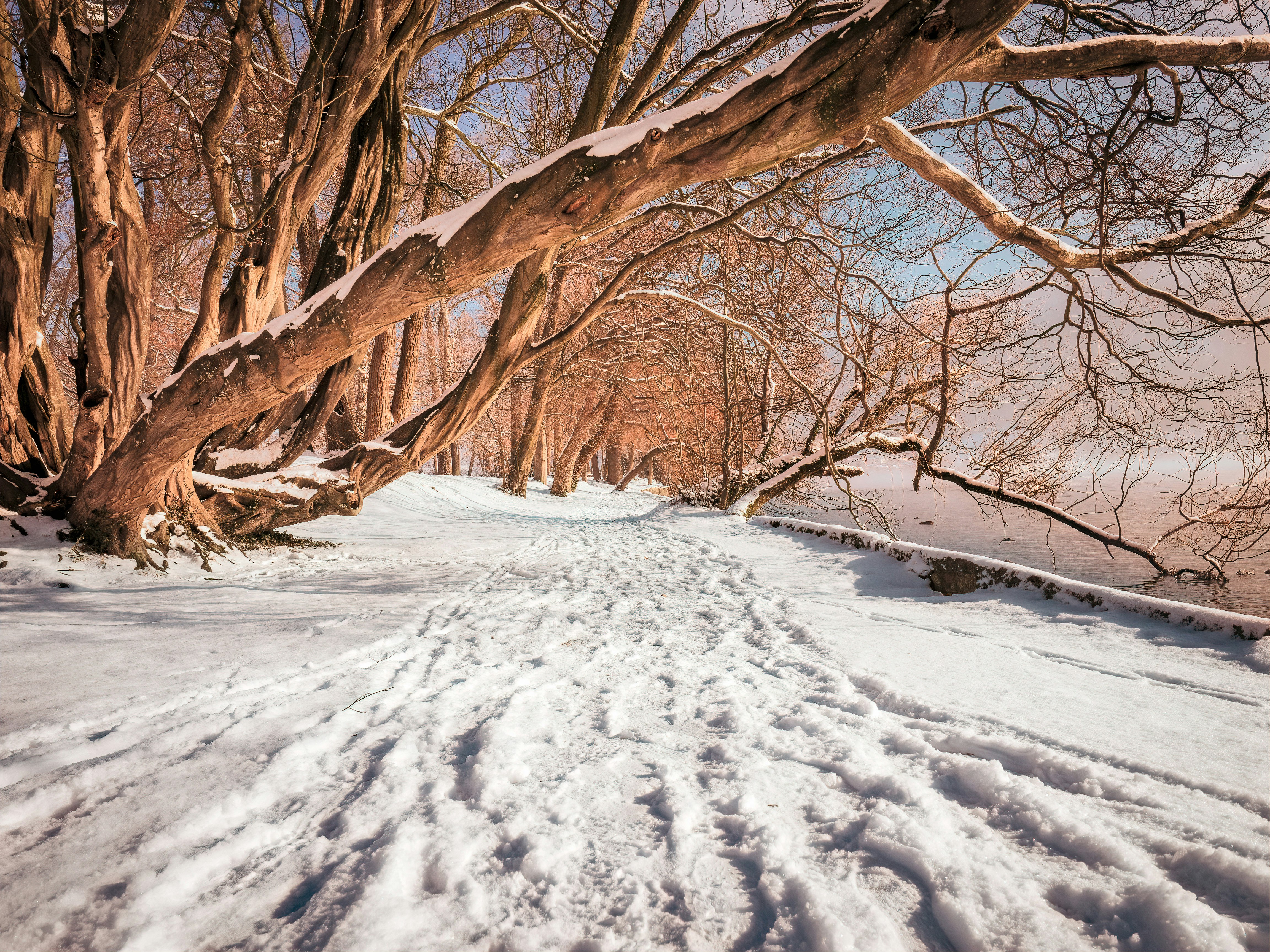 icy surface and brown tree